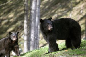 Bear And Cub At Whistler BC 